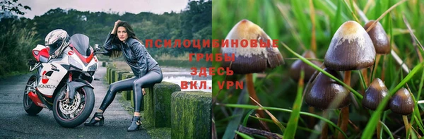 сатива Волоколамск